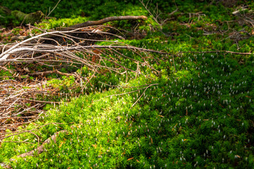 苔と日差し