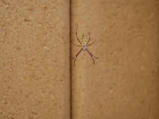 The female Argyope spider froze in the middle of the web against the background of brickwork....
