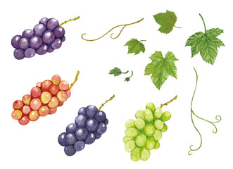 手書きで描いたいろいろな葡萄の水彩画イラスト素材