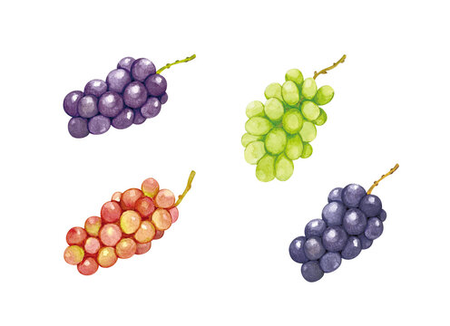 手書きで描いたいろいろな葡萄の水彩画イラスト素材