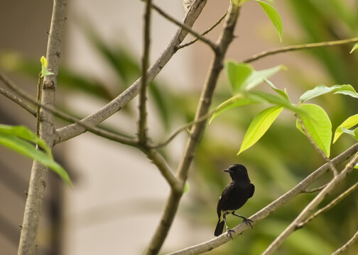 A closeup picture of small black bird called Pied bush chat sitting on a branch
