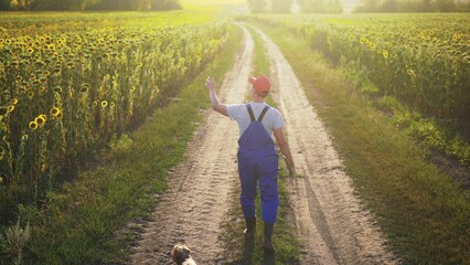 agriculture. a male farmer walk along a road among a field of sunflowers. farm agriculture business concept. man farmer working sun in a field of sunflowers. senior agronomist