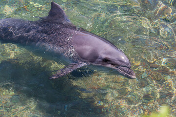 Fototapeta premium Dolphin swimming and smiling in Red Sea, Israel. Dolphin Reef where bottlenose dolphins in the Gulf of Eilat near the city of Eilat top view top Common bottlenose dolphin swimming. Dolphin underwater