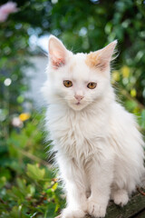 Kitten whose name is fluff