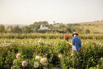 Farmer walks with freshly picked up dahlia flowers on flower farm on field on sunset. Beautiful...