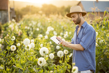Man in hat as farmer works with a digital tablet on flower farm, examining dahlias during sunset....