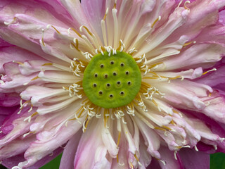 lotus flowers that bloom and wither