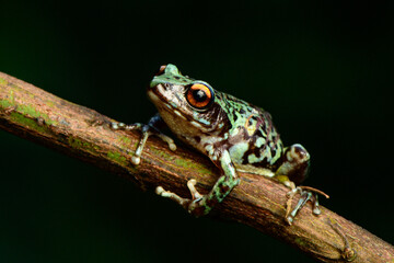 Kodaikanal bush frog