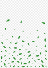 Light Green Leaf Background Transparent Vector. Sheet Botanical Card. Set Design. Green Space Illustration. Greenery Ecology.