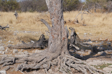 Leopard (Panthera pardus) leaping into a tree above a natural spring in Etosha National Park, Namibia. 