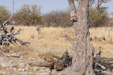 Leopard (Panthera pardus) in the fork of a tree above a natural spring in Etosha National Park, Namibia. Spotted hyaena (Crocuta crocuta) below.  