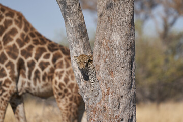 Leopard (Panthera pardus) in the fork of a tree above a natural spring in Etosha National Park,...