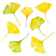 グラデーションが美しい紅葉する銀杏の葉の水彩画