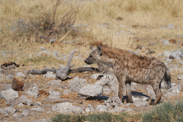 Spotted Hyaena (Crocuta crocuta) on the prowl in Etosha National Park, Namibia