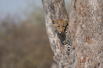 Leopard (Panthera pardus) in the fork of a tree above a natural spring in Etosha National Park, Namibia