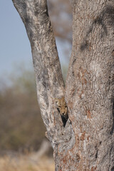 Obraz premium Leopard (Panthera pardus) in the fork of a tree above a natural spring in Etosha National Park, Namibia