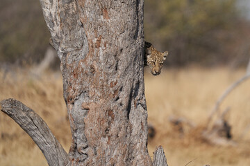 Leopard (Panthera pardus) in the fork of a tree above a natural spring in Etosha National Park, Namibia