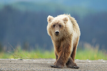 brown bear cub © David