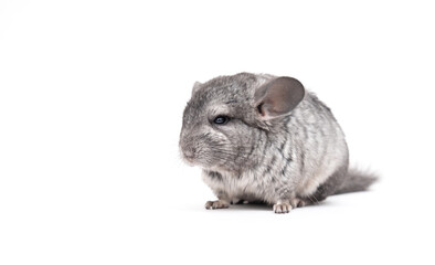 Chinchilla on a white background