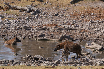Spotted Hyaena (Crocuta crocuta) cooling off in a waterhole in Etosha National Park, Namibia