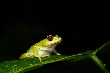 frog on leaf