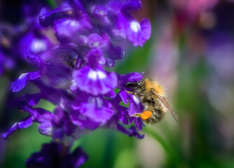 Common carder bee on a purple sage flower blossom