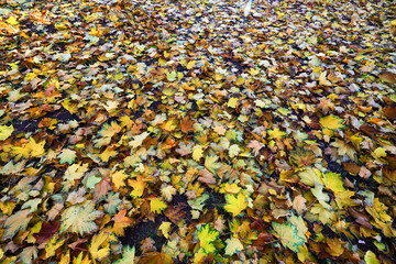 yellow fallen leaves abstract background, calendar golden fall