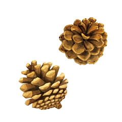 手書きのリアルタッチの松ぼっくりの水彩画素材