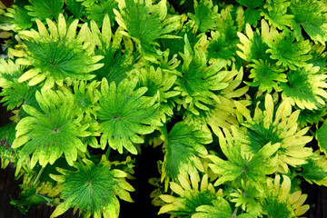 close-up nature view of colorful leaves . background, tropical leaf.Nature concept.