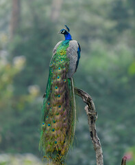 peacock with feathers