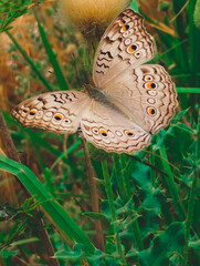 Butterfly sited on green grasses 