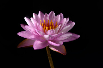 A beautiful Pink lotus flower isolated on black background.