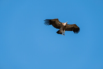 Griffon Vulture (Gyps fulvus) in flight in Monfrague National Park, Extremadura, Spain.