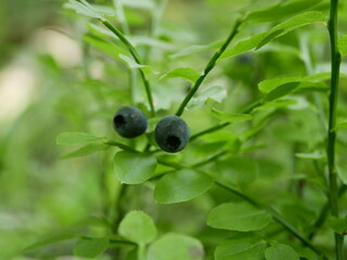 Ripe blueberries on a branch among the foliage on a bush in a coniferous forest. Harvest of vitamin-containing berries in a shady forest. Ready-to-eat vegetarian food.