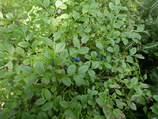 Ripe blueberries on a branch among the foliage on a bush in a coniferous forest. Harvest of vitamin-containing berries in a shady forest. Ready-to-eat vegetarian food.