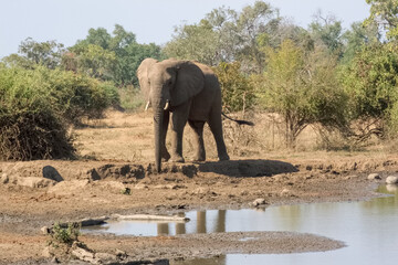 Elephant in the wild, Zambia