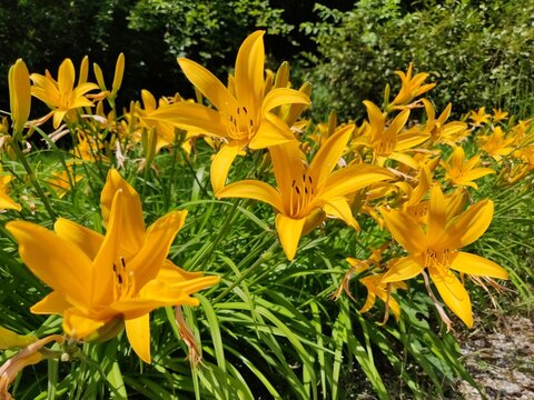 Closeup shot of yellow Amur Daylily flowers in a garden on a sunny day