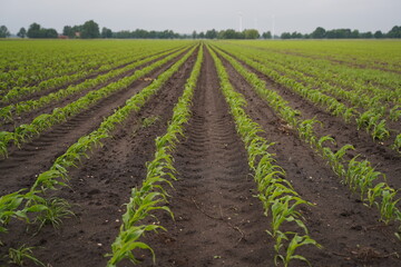 Fototapeta na wymiar Long rows of young corn in a field