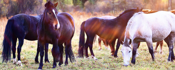 horses running across the steppe, dynamic freedom herd