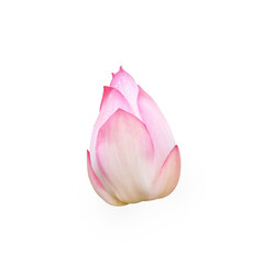 lotus flower isolated on a white background clipping path