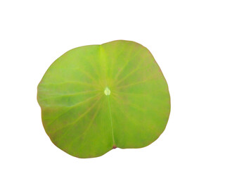Fototapeta na wymiar Young lotus leaf isolated on a white clipping path background.