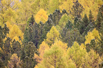 scenery yellow larch beautiful autumn forest, ecology climate change