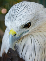 Hawks in cages zoo, caged animals
