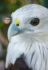 Hawks in cages zoo, caged animals