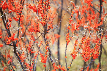 sea buckthorn ripe berries on bushes, medicine vitamin c antioxidant nutrition