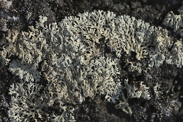 lichen moss texture background, nature abstract old stone - obrazy, fototapety, plakaty