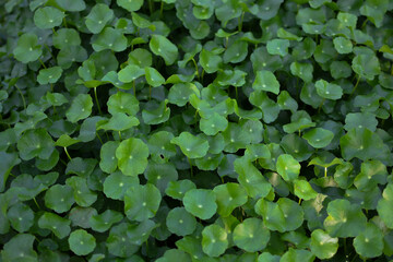 Asiatic leaf for the background