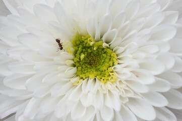 Blume