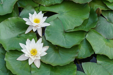 Seerose © allegra47