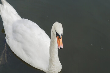 Schwan